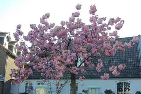 Kappeln