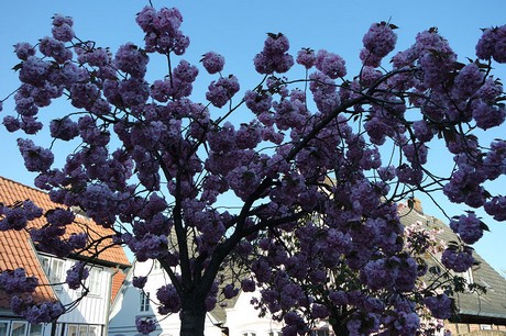 Kappeln