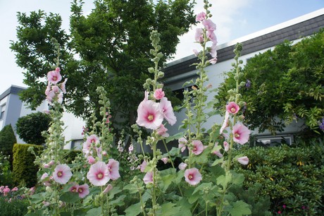 kerpen