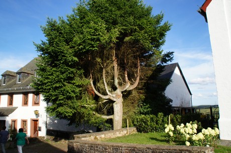 kronenburg