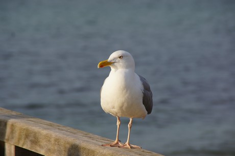 kuehlungsborn