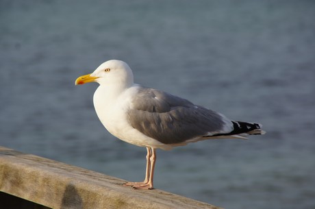 kuehlungsborn