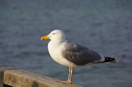 kuehlungsborn