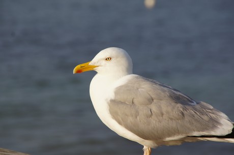 kuehlungsborn