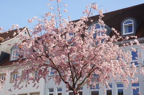 landau-in-der-pfalz