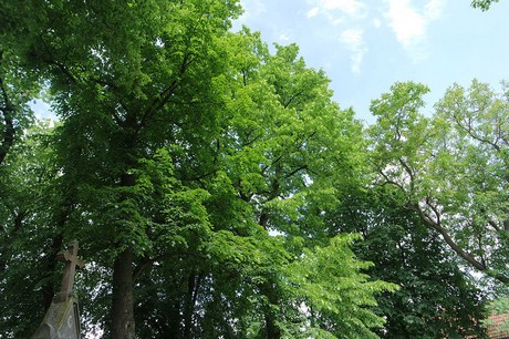 langenich