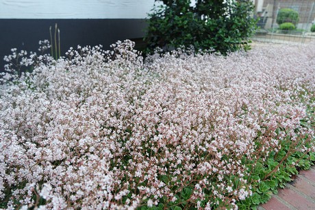 langenich