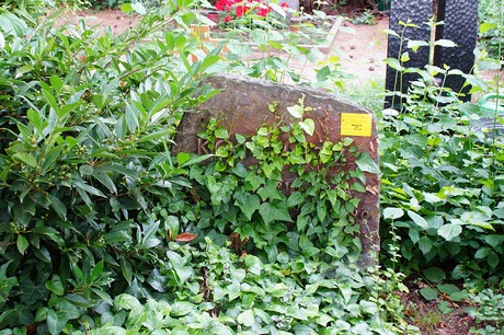 Lechenich