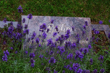 Lechenich
