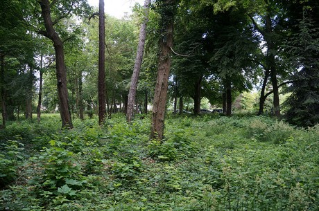 lechenich