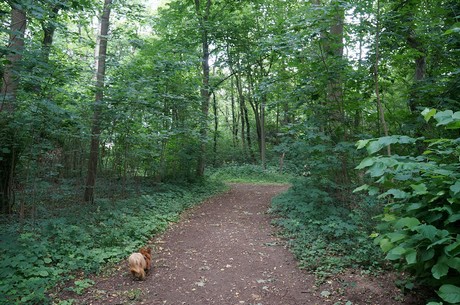 lechenich