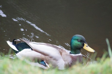 lechenich