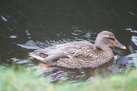 lechenich
