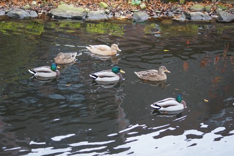lechenich