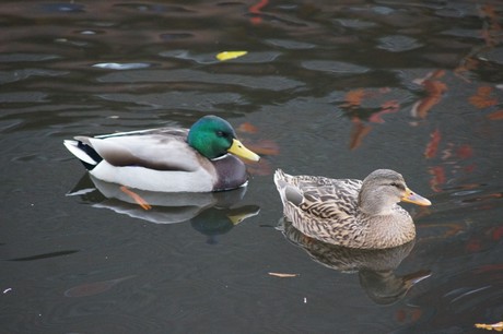 lechenich