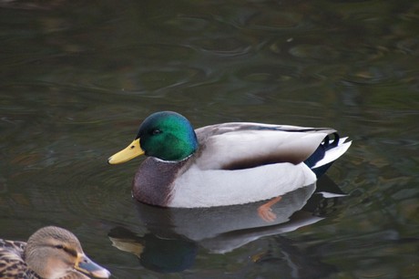 lechenich