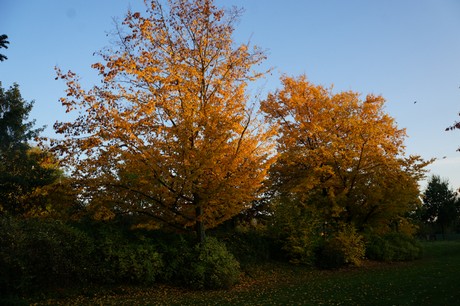 lechenich
