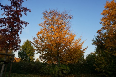 lechenich