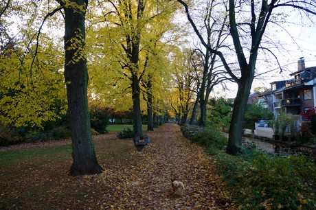 lechenich
