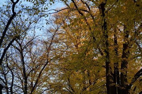 lechenich