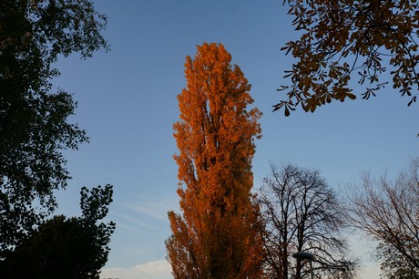 lechenich