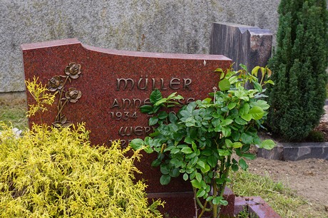 Mehlem