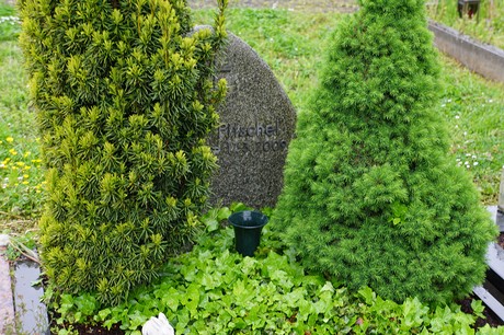 Mehlem