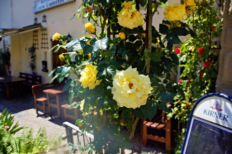 Meisenheim