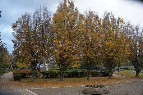 Merzenich