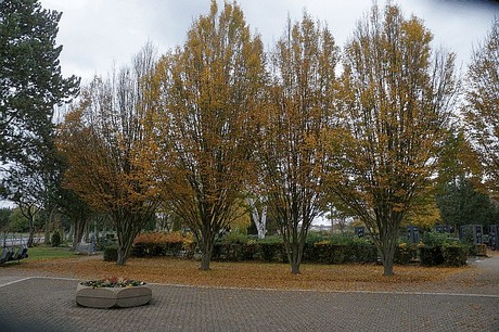 Merzenich