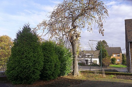 Morschenich