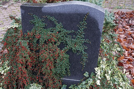 Morschenich