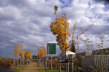 Morschenich