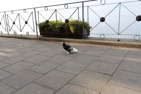 meersburg-morgen