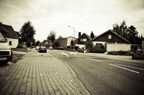 merzenich