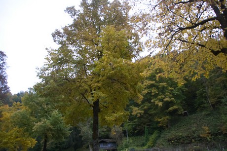 monschau