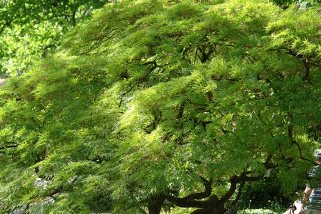 botanischer-garten