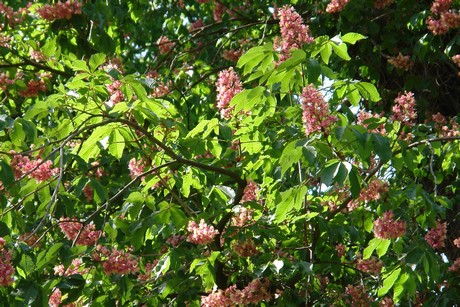 botanischer-garten