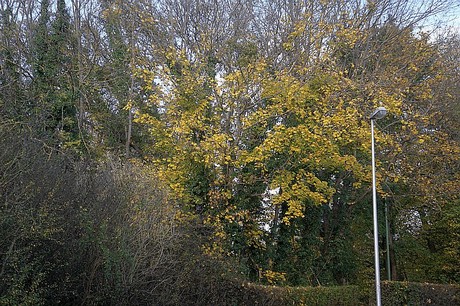 Niederau