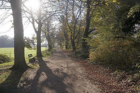 Niederau