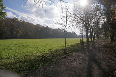 Niederau