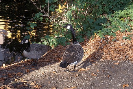 Niederau