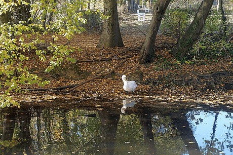 Niederau