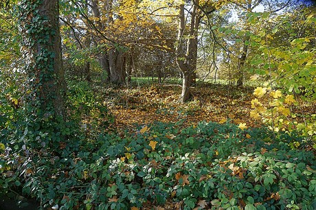 Niederau