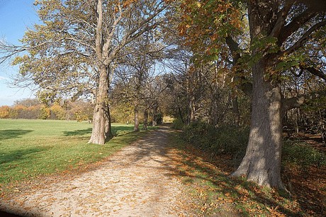 Niederau