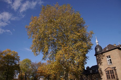 noervenich