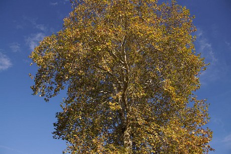 noervenich