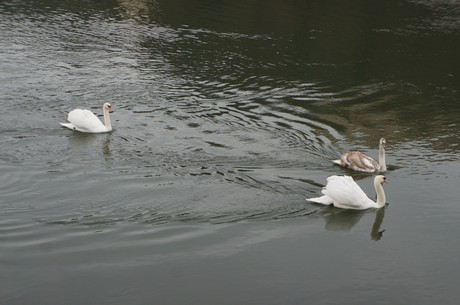 passau