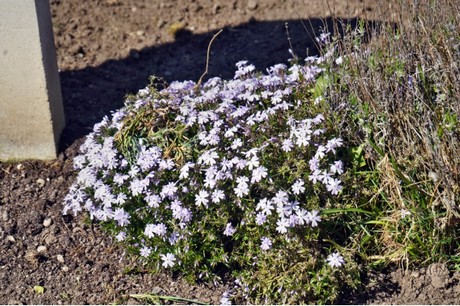 Rheindahlen
