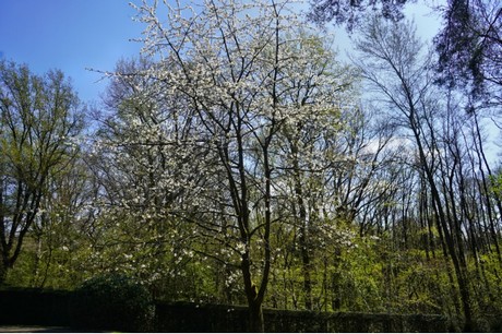 Rheindahlen
